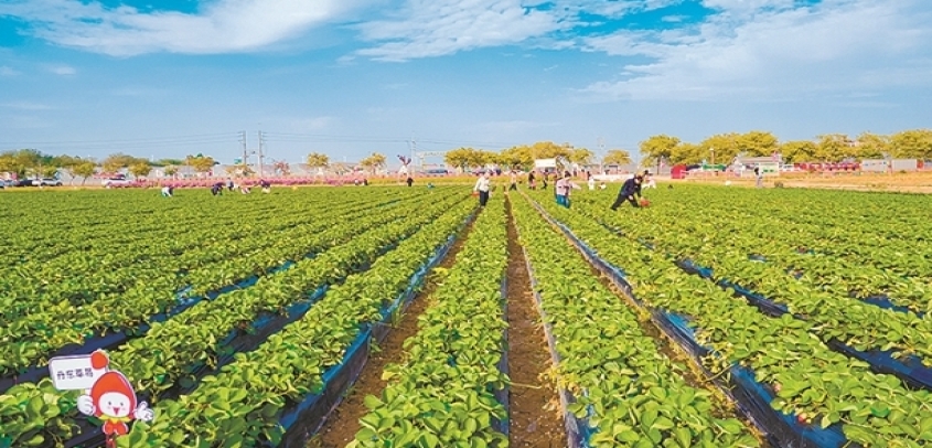 超多品种草莓近期上市 市民趁元旦假期到田间采摘