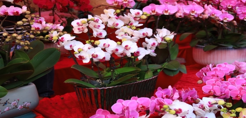 2026年荔湾花市安排来了！年廿七开市，231个档口等你来逛！