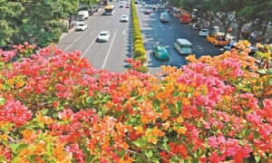 一朵花扮靓一座城 簕杜鹃写就的广州生态答卷