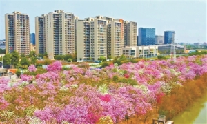 强信心优结构亮实招 楼市“穗八条”出台后政策效应迅速显现
